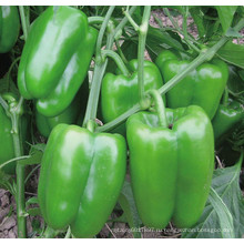 HSP23 Cufa небольшой ярко-зеленый гибрид F1 сладкий/болгарский перец семена семена овощных культур